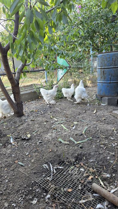 Продам куры кохинхин