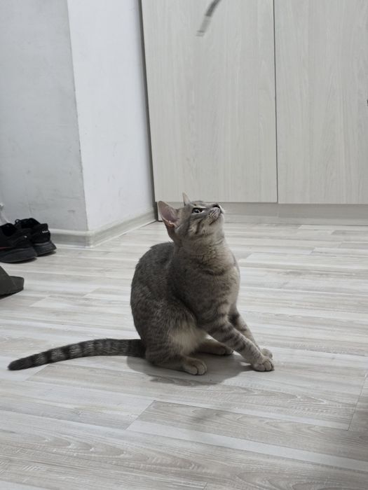 Мысық сатамын барлық заттарымен