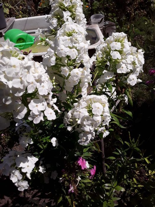 Продам флоксы многолетние
