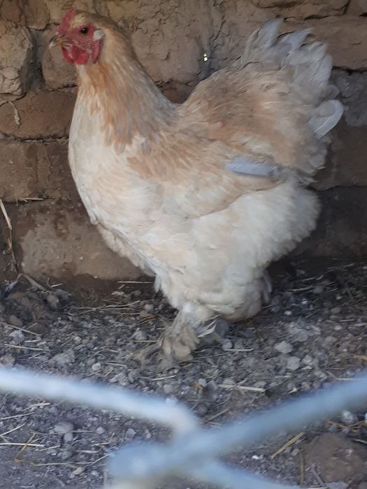 Паррандалар сотилади