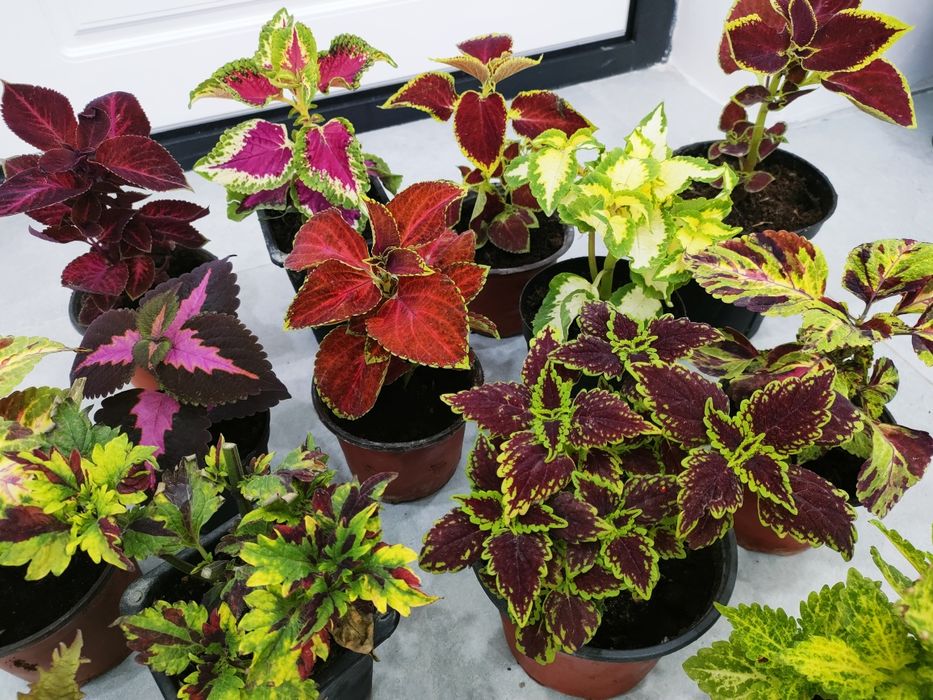 Сортовые колеусы. Доставка