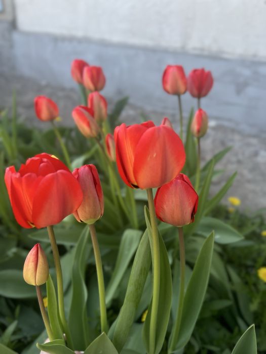 Цветы.Тюльпаны садовые.Айгуль