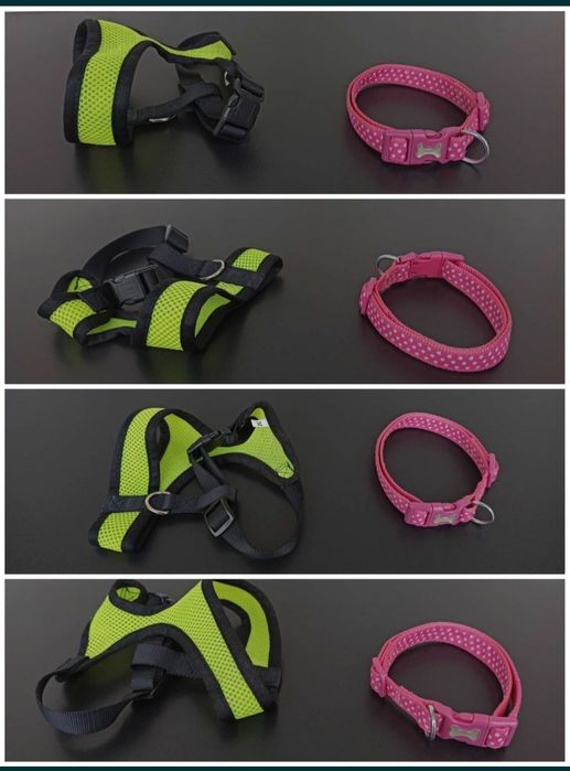 zgarda caine catel pisica pisic ham lesa la plimbare