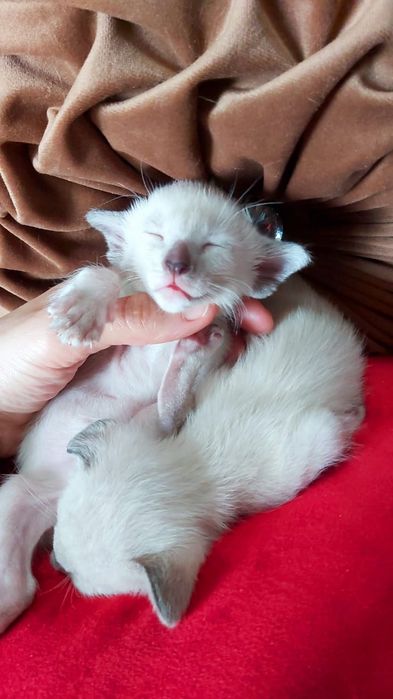 Black ORIENTAL. Ориентальные котята