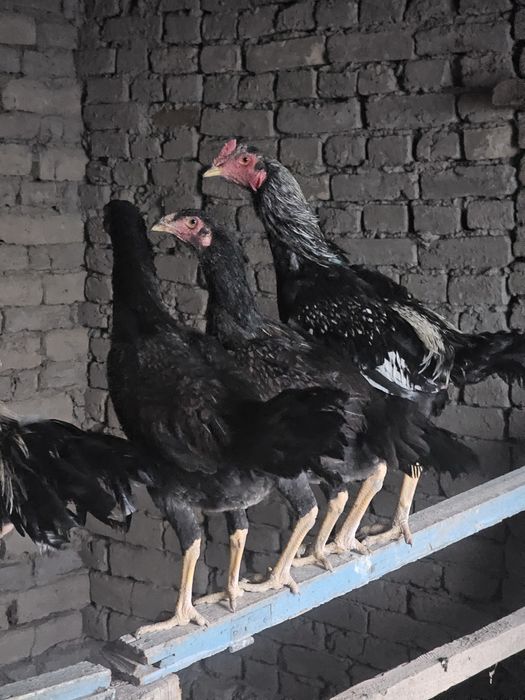 Kulangi xo'roz sotiladi