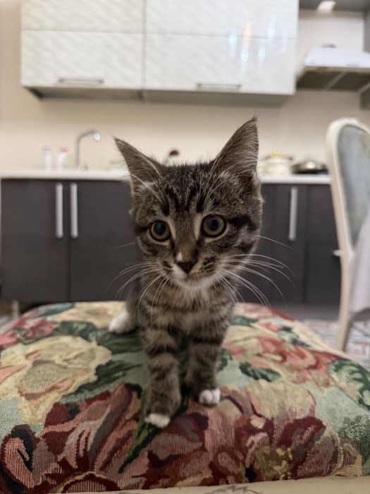 Обученные котята