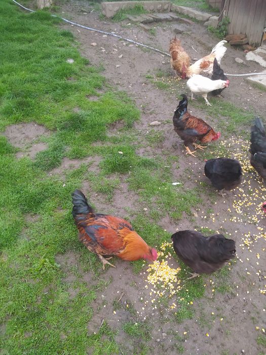 Vând cocosi diferite culori