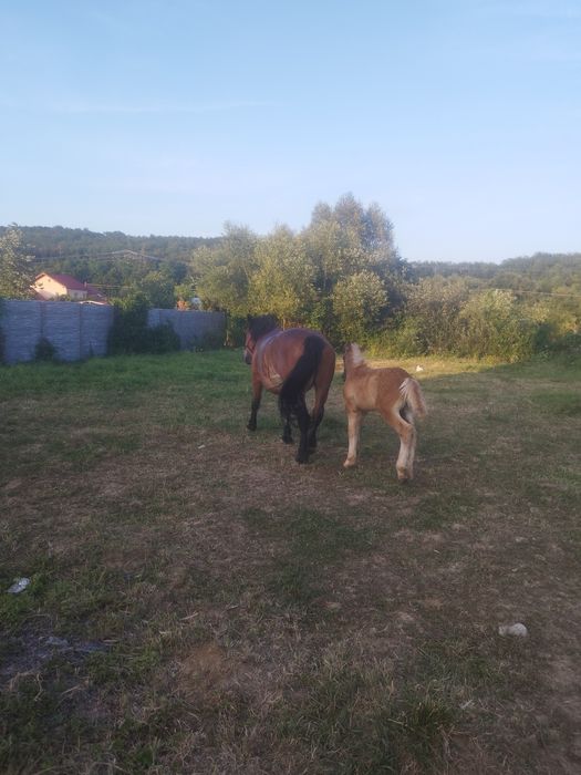 De vânzare iapa de 8ani cu mânz de 3 luni