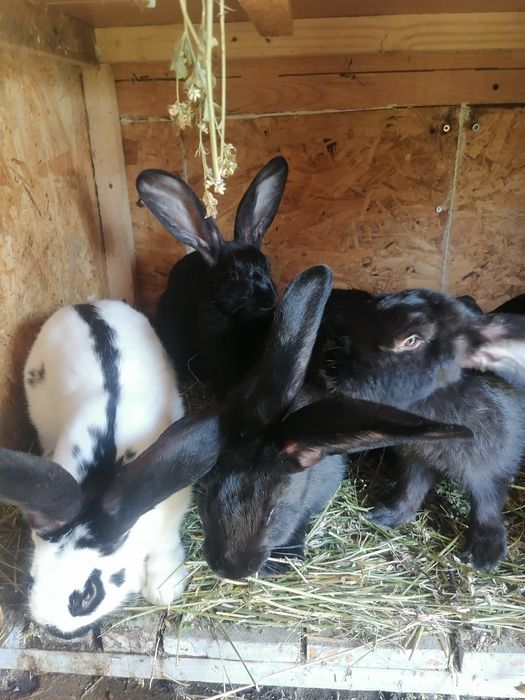 Se vinde iepuroaice cu pui