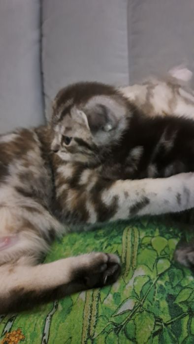 Продам шотландского котенка