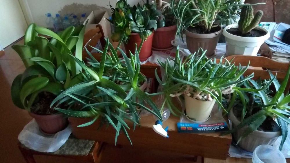 Цветы живые в горшках