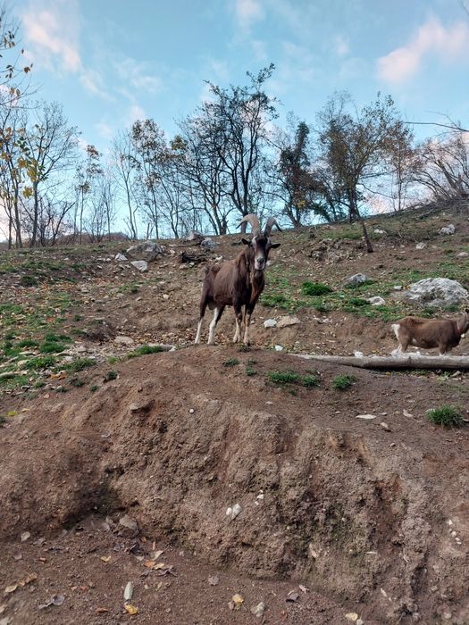 Țap adus din Germania
