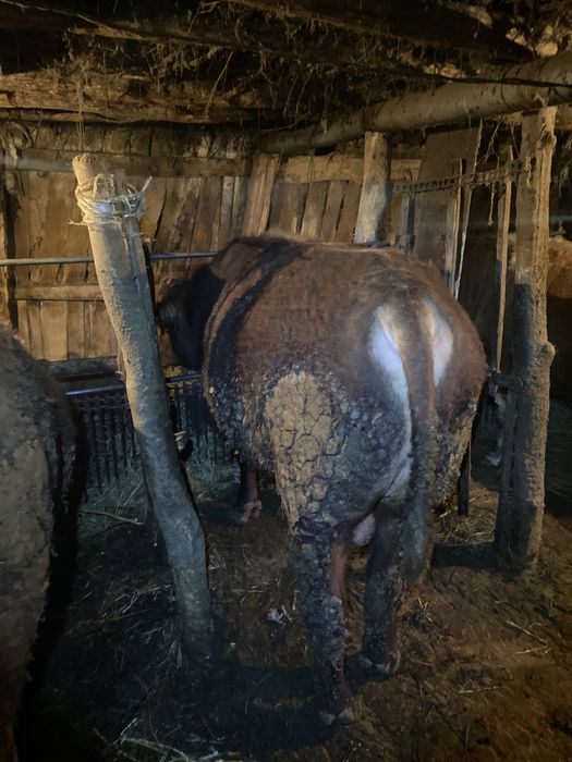 Откорм бұқа (бык)