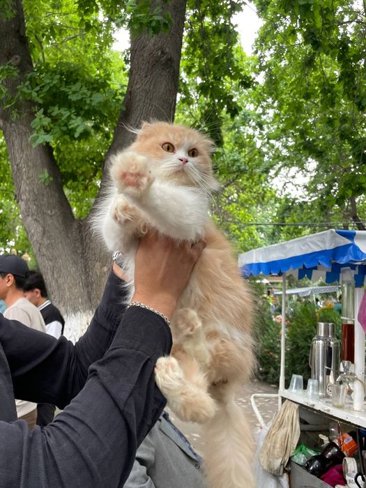 Scottish fold Bicolor Qiz
