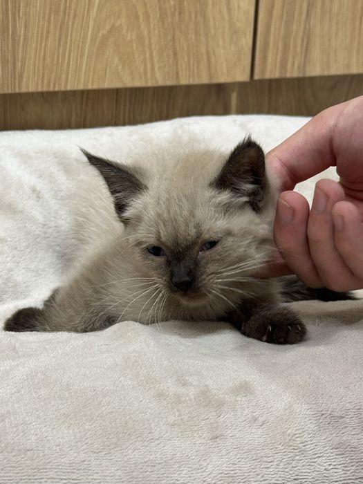 Котенок в добрые руки