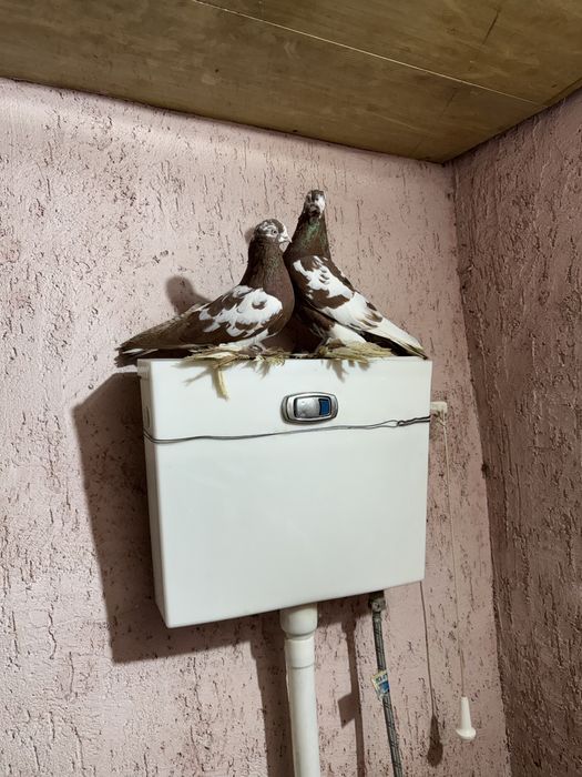 Продам голубей  разных