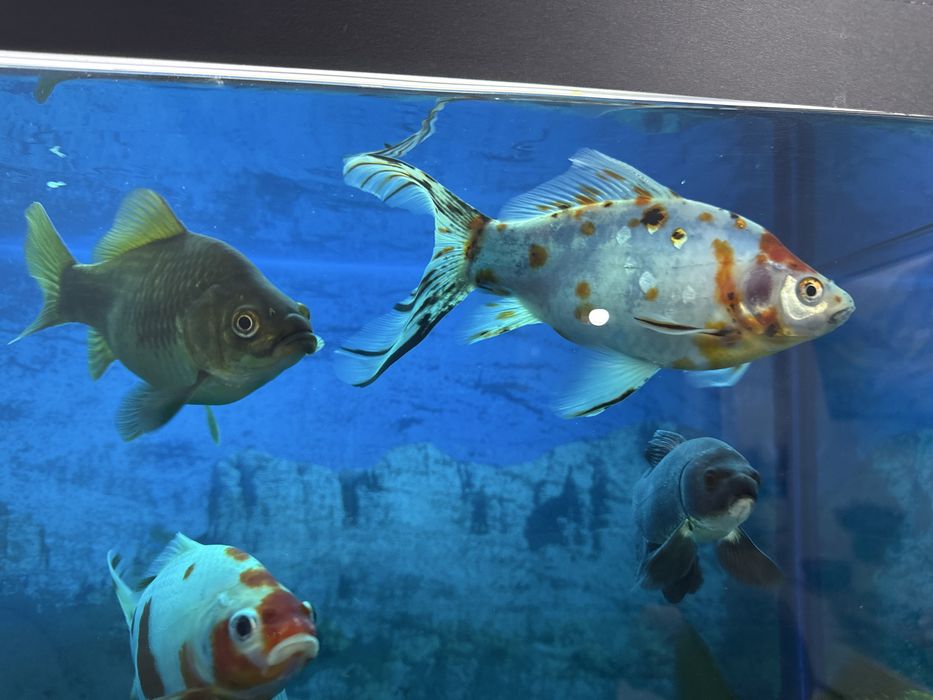 Продам аквариум 220 литров