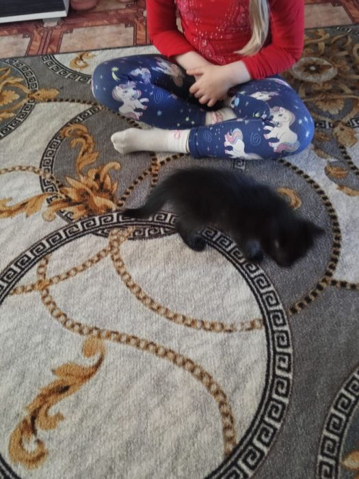 Отдам в хорошие руки котика
