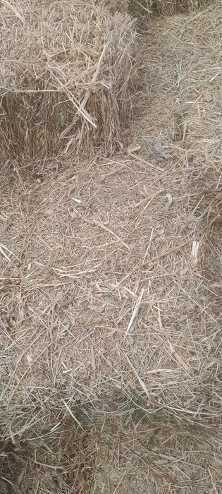 Беда прест сотилади боги катта келиб куринг