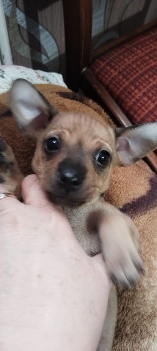 щенки той-терьер.