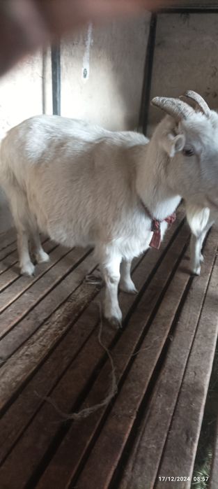 Sogʻin Echki sotiladi