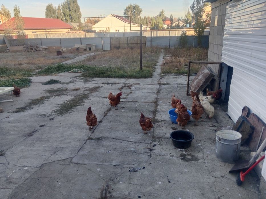 Куры несушки продам