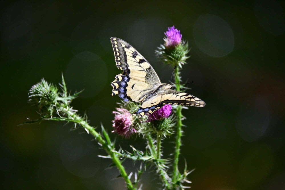 Парцел в регулация в с. Зелениград, Обл. Перник, Общ. Трън