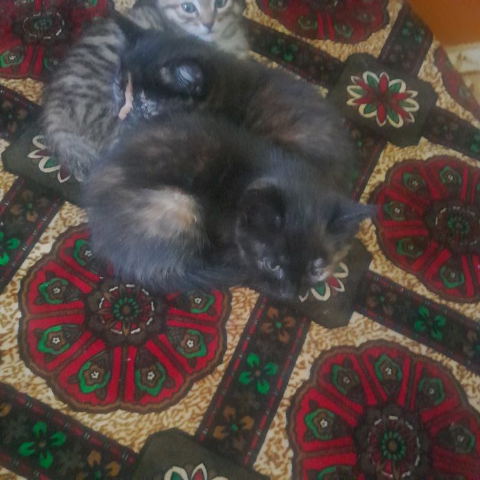 Отдаю котят в хорошие руки