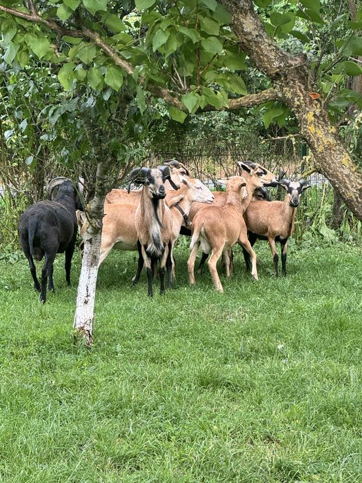Oi si berbeci de Camerun