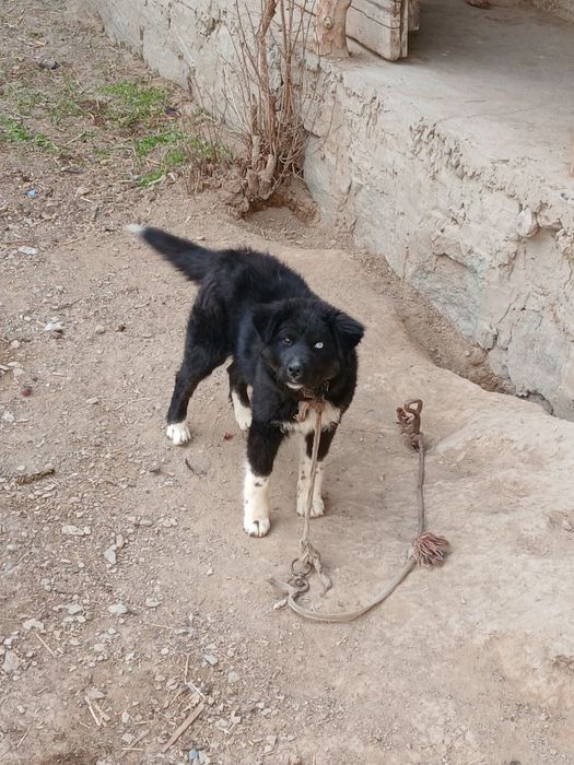 3 ойлик кучук сотилади онаси хаски отаси лайка бир кузи кук