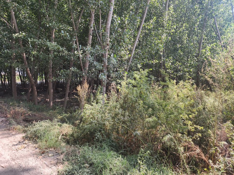 Chek sotiladi yozyovon tumani soyboyi qishlogida