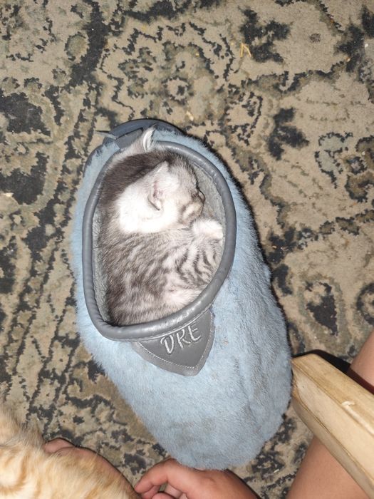 Котята бесплатно