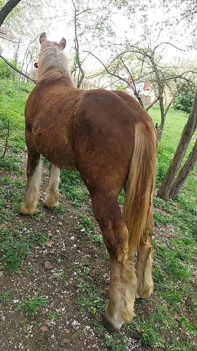 Vând sau schimb manz ardenez