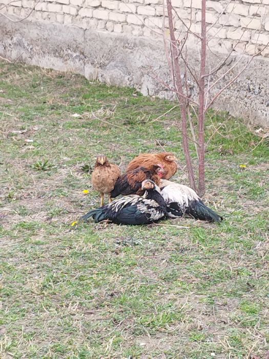 Товук хуроз жужулар бор