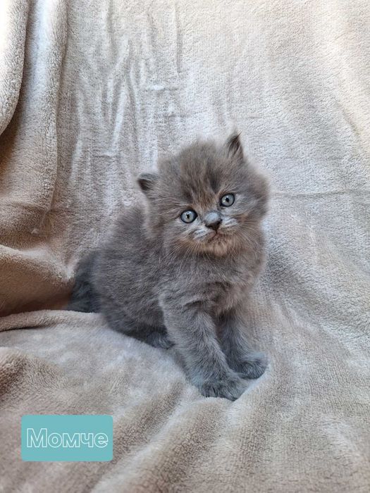 Дългокосмести британски котета