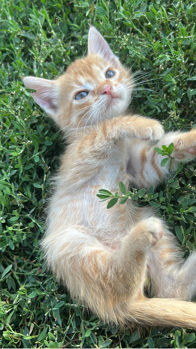 отдаю котят в добрые руки