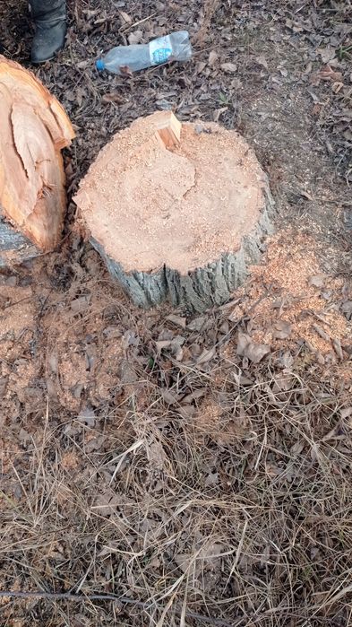 Ўрик таналари бор сотилади кесилмаган турганича сотилади