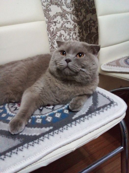 Прадаю для вязка Лиловый мальчик.