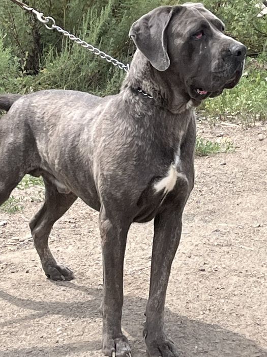 Продвется молодой кобель кане корсо