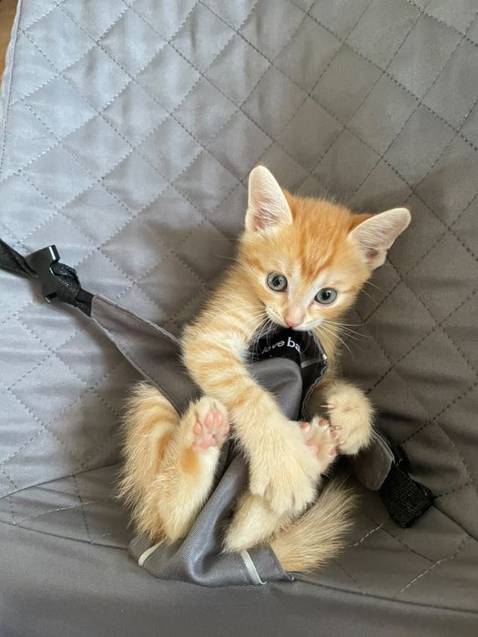 Котенок , мальчик ,4 месяца
