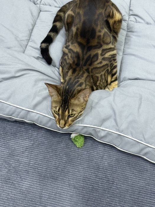 Бенгал с родословной