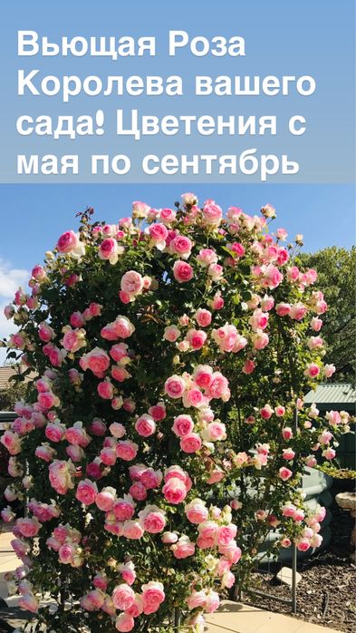 Плодовые и цветущие деревья и кустарники