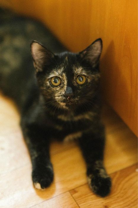 Котенок девочка ищет дом