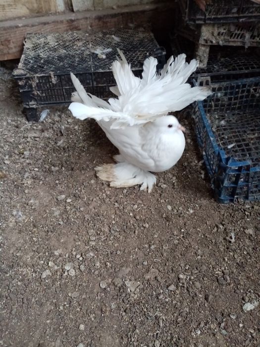 De vânzare porumbei voltati indieni