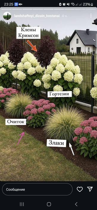 Можевельник туя яблоня ель