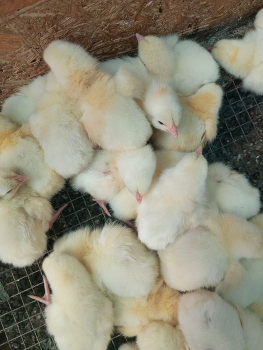 Продам суточный бройлер Рос _- 308