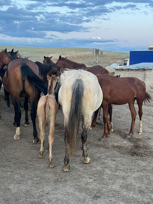 Бие құлынымен.кобыла с жеребенком