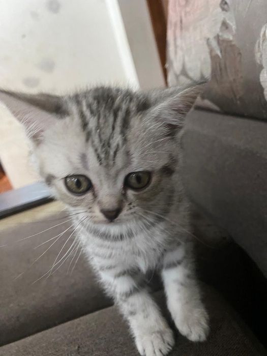 Продаются котята скотиш фолд