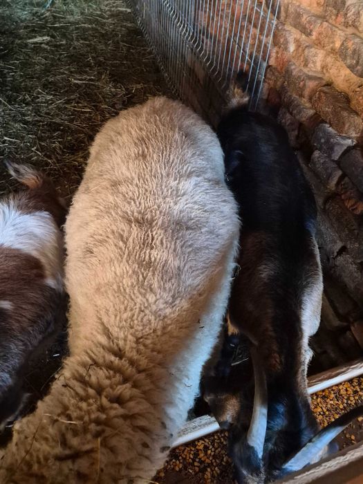 Vand 5 oi si patru iede