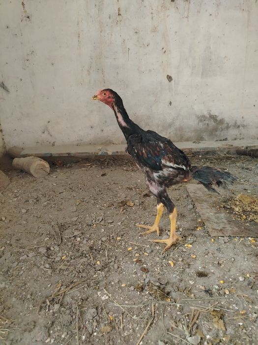 Dakan jo'ja sotiladi